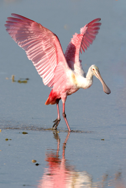 Roseate spoonbill