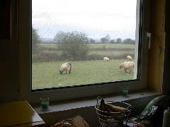 Breakfast view of the neighbours' sheep